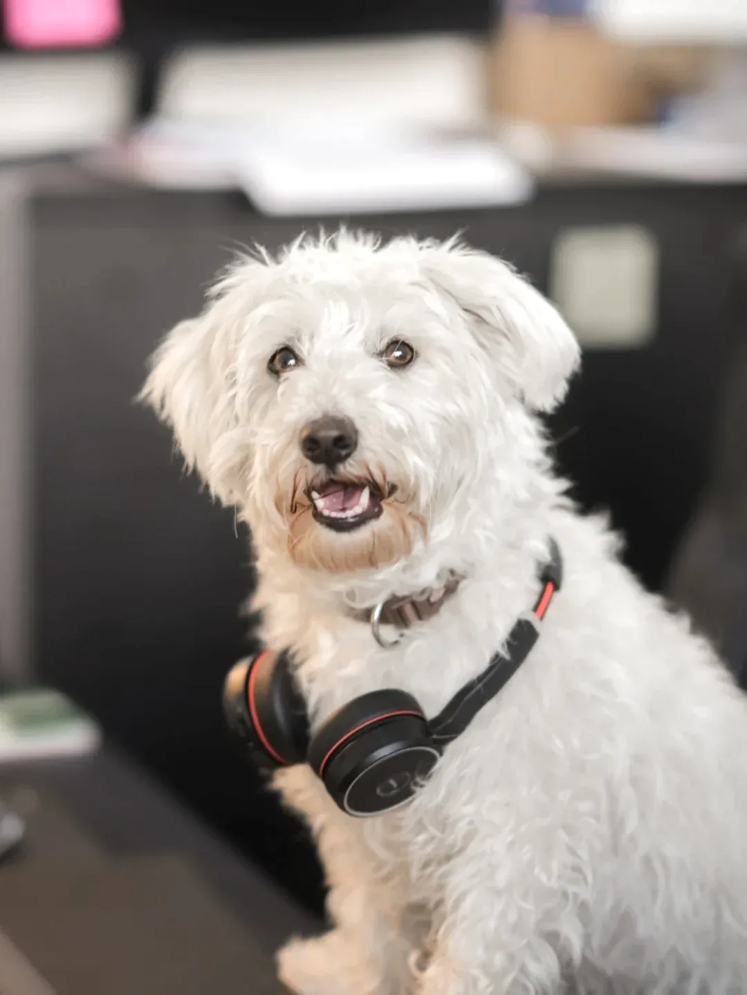 Rocky, ein kleiner weißer Hund mit Headset um den Hals, im Büro.