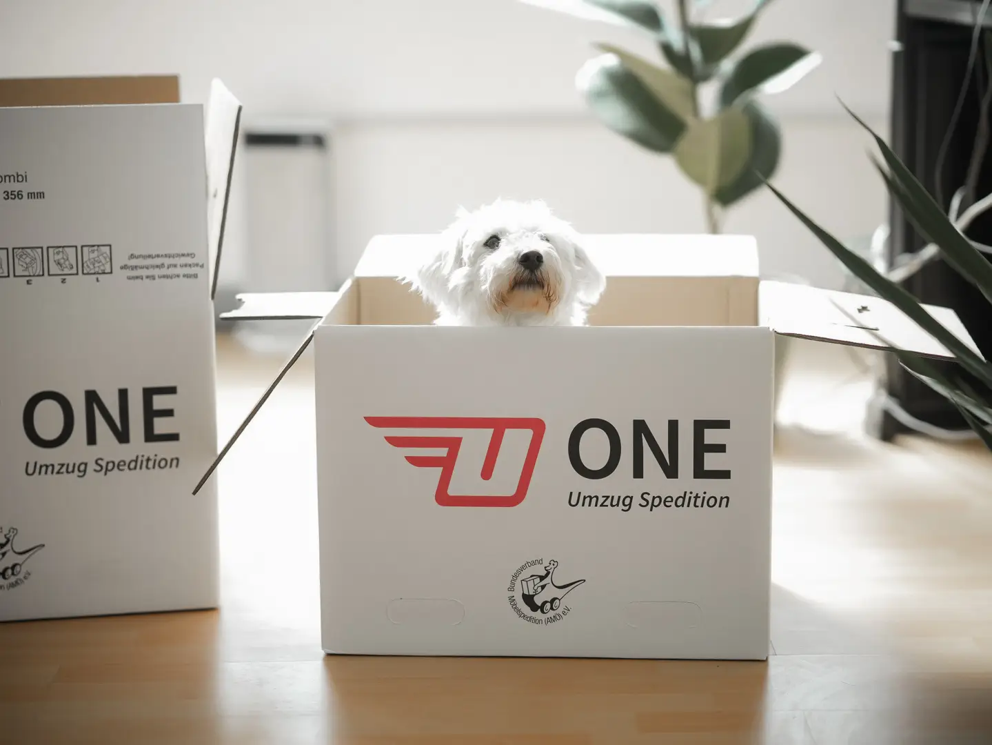 Ein kleiner weißer Hund lugt aus einem Karton mit der Aufschrift „ONE Umzug Spedition“ auf einem Holzboden hervor. Im Hintergrund stehen Zimmerpflanzen, gespannt auf sein nächstes Abenteuer. In der Nähe deutet ein ähnlicher Karton auf einen bevorstehenden Umzugskontakt hin.